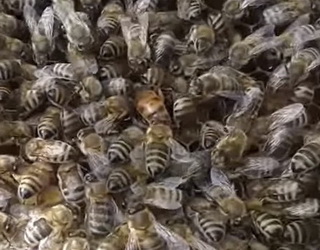 Пасіки Полтавщини визнані найкращими для селекції української степової породи бджіл